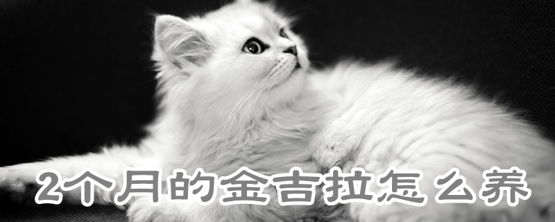 2個月的金吉拉怎么養(yǎng)