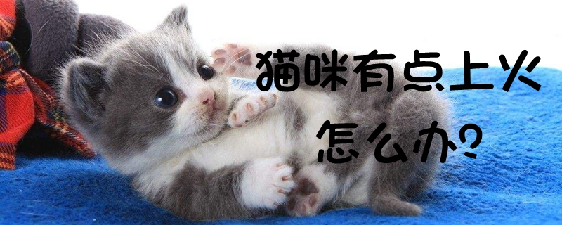 貓咪有點(diǎn)上火怎么辦