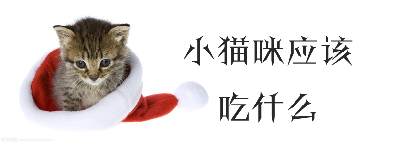 小貓咪應(yīng)該吃什么