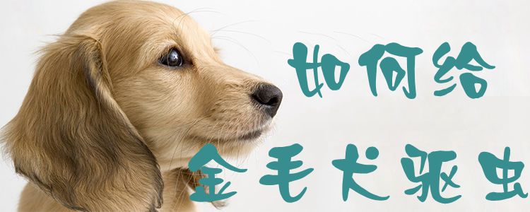 如何給金毛犬驅(qū)蟲1