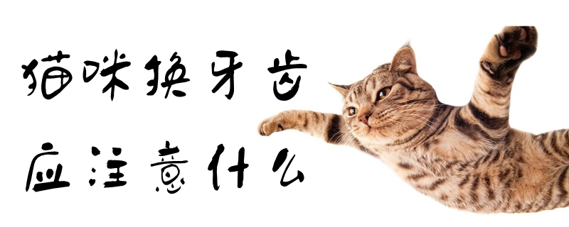 貓咪換牙齒應注意什么