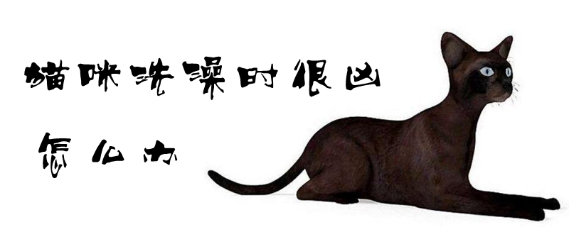 貓咪洗澡時很兇怎么辦