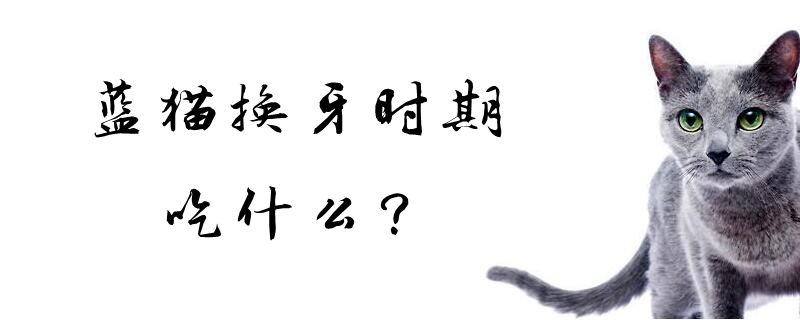 藍(lán)貓換牙時(shí)期吃什么