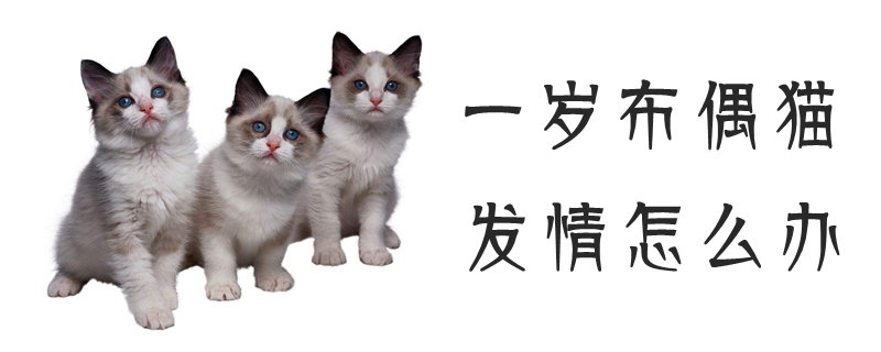 一歲布偶貓發(fā)情怎么辦