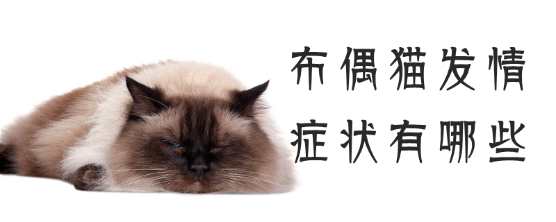 布偶貓發(fā)情癥狀有哪些