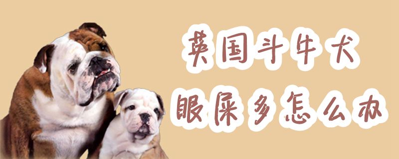 英國斗牛犬眼屎多怎么辦