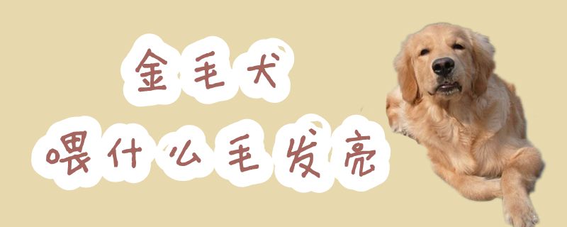 金毛犬喂什么毛發(fā)亮
