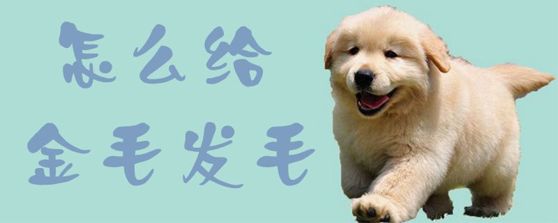 怎么給金毛發(fā)毛1