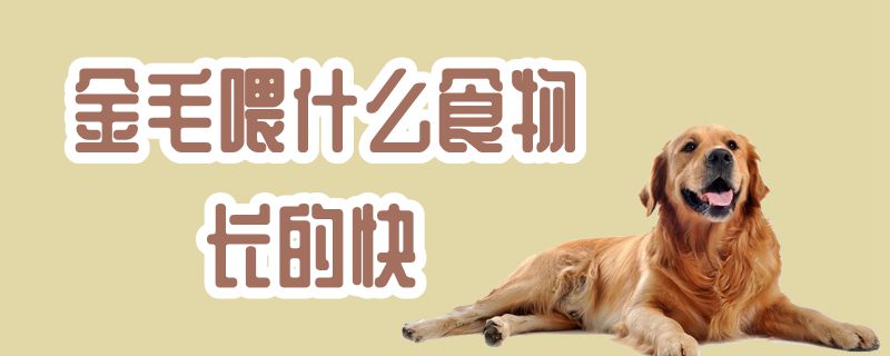 金毛喂什么食物長(zhǎng)的快
