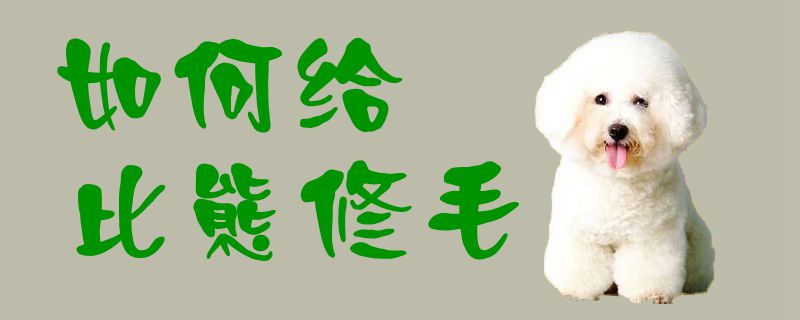 如何給比熊修毛1