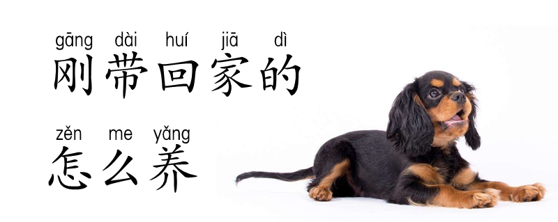 剛帶回家的狗狗怎么養(yǎng)