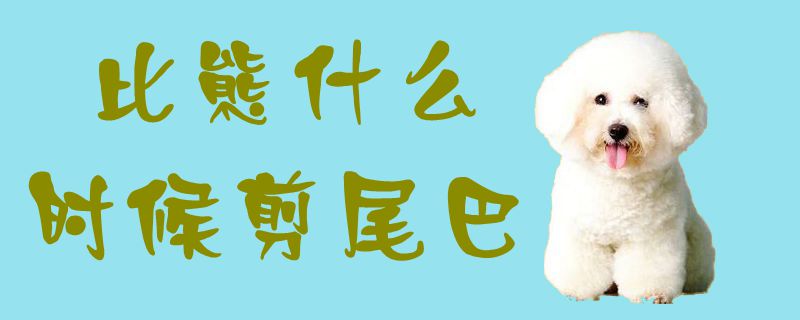 比熊什么時(shí)候剪尾巴1