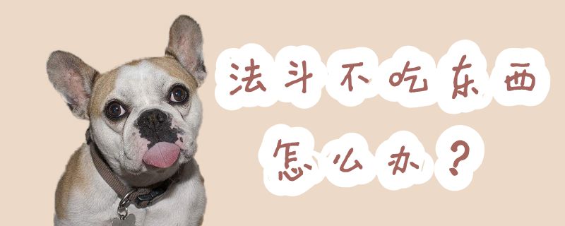法斗不吃東西怎么辦