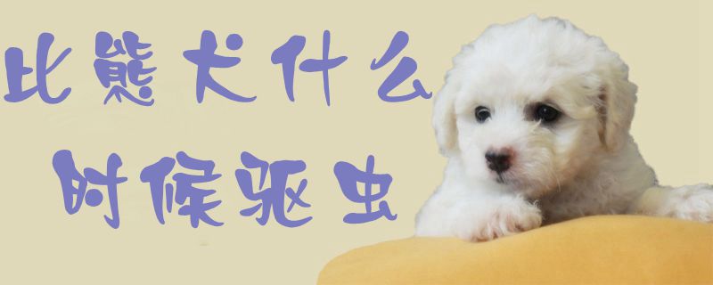 比熊犬什么時候驅(qū)蟲1