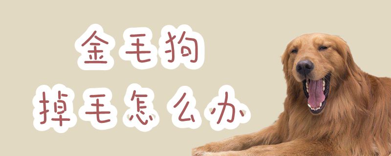 金毛狗掉毛怎么辦