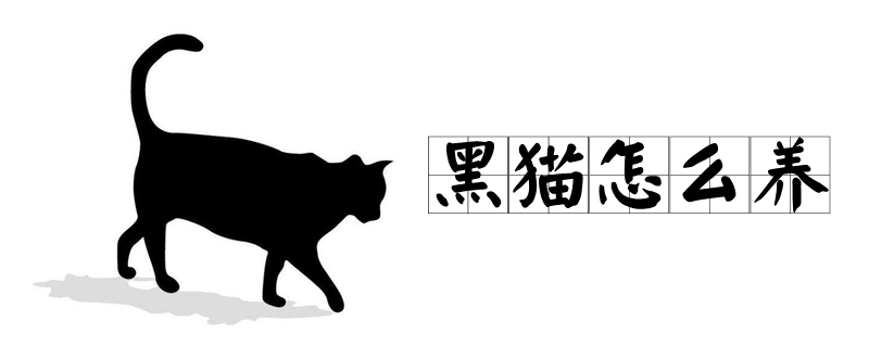 黑貓怎么養(yǎng)