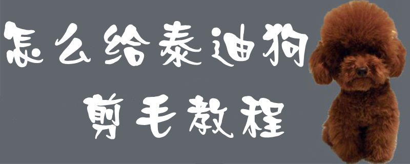 怎么給泰迪狗剪毛教程1