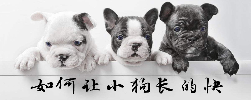 如何讓小狗長(zhǎng)的快