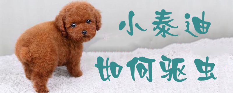 小泰迪如何驅(qū)蟲1