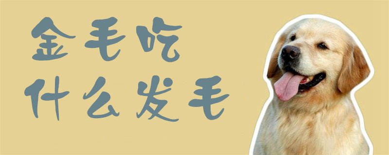 金毛吃什么發(fā)毛1