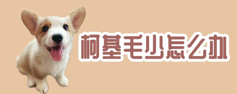 柯基毛少怎么辦