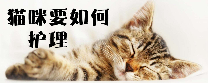 貓咪要如何護(hù)理