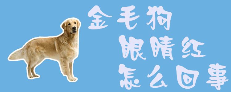 金毛狗眼睛紅怎么回事1