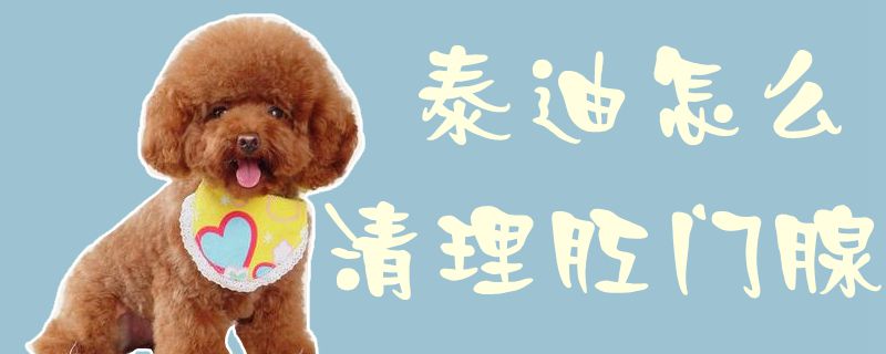泰迪怎么清理肛門(mén)腺1