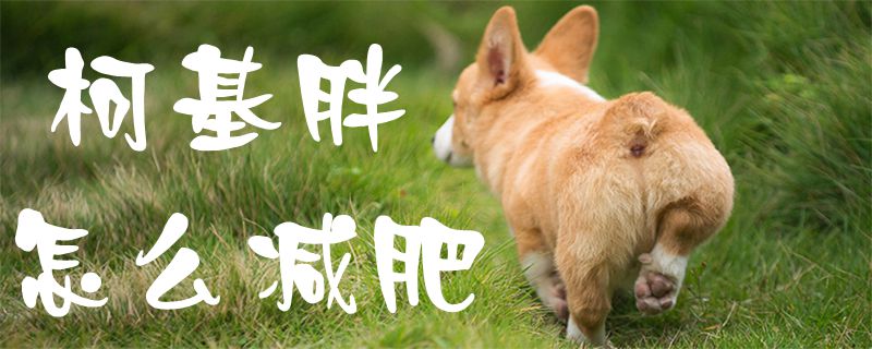 柯基胖怎么減肥1