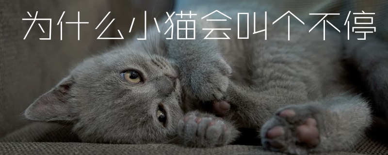 為什么小貓會(huì)叫個(gè)不停