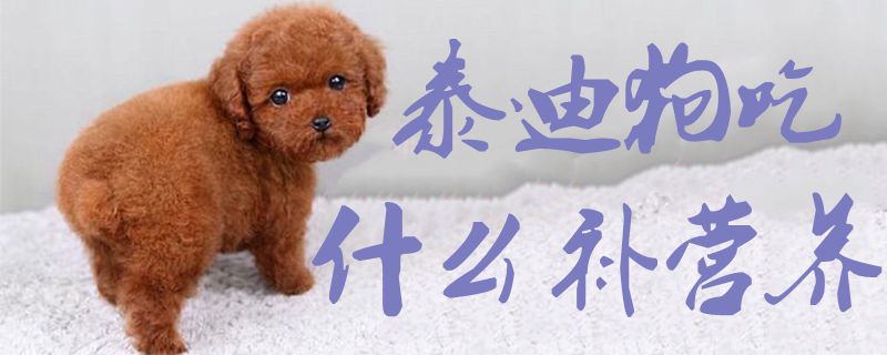泰迪狗吃什么補營養(yǎng)1