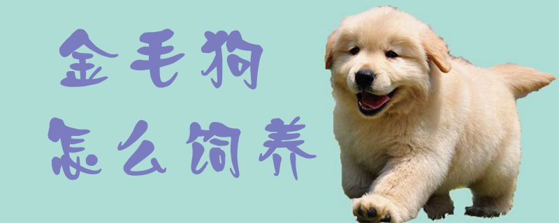 金毛狗怎么飼養(yǎng)1