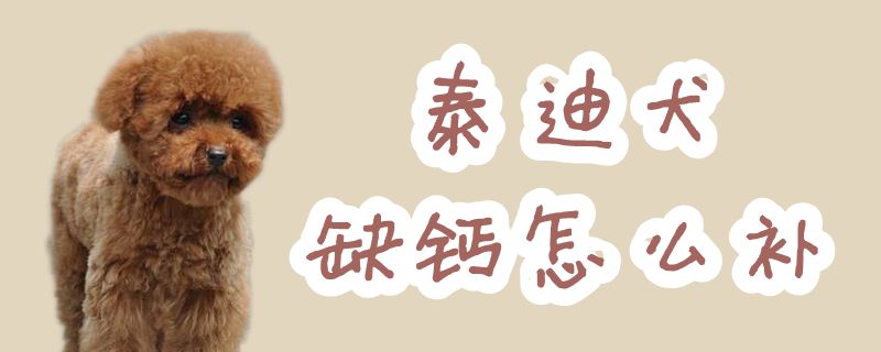 泰迪犬缺鈣怎么補