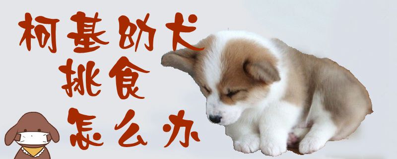 柯基幼犬挑食怎么辦1
