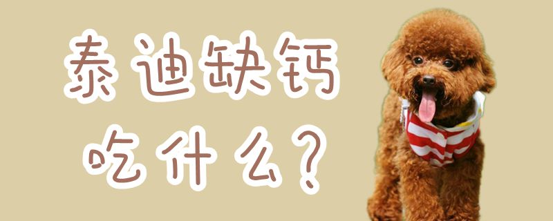 泰迪缺鈣吃什么