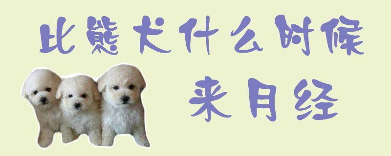 比熊犬什么時候來月經(jīng)1