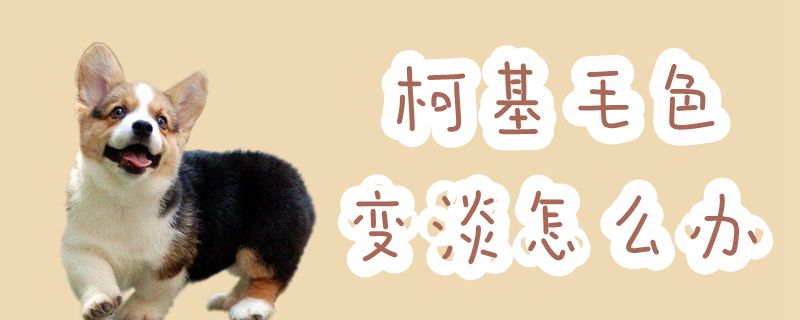 柯基毛色變淡怎么辦