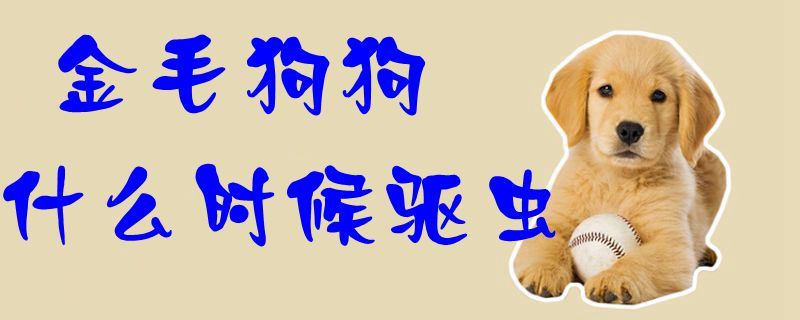 金毛狗狗什么時(shí)候驅(qū)蟲1