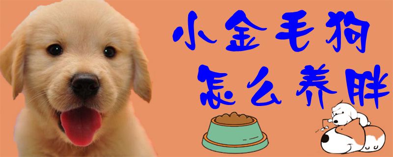 小金毛狗怎么養(yǎng)胖1