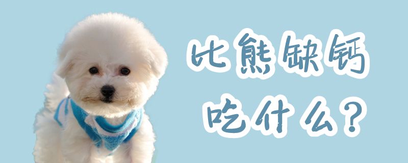 比熊缺鈣吃什么