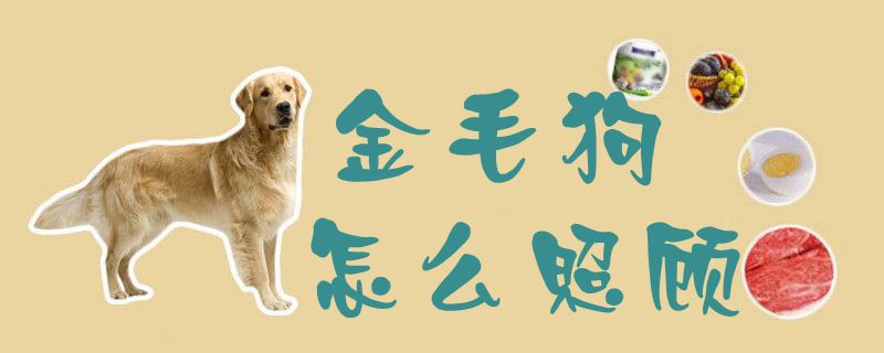 金毛狗怎么照顧1