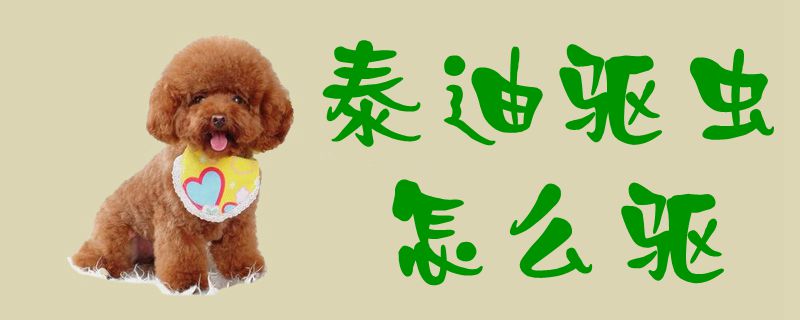 泰迪驅(qū)蟲怎么驅(qū)1