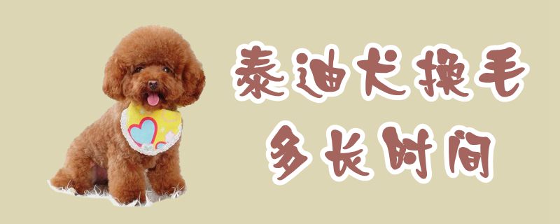 泰迪犬換毛多長(zhǎng)時(shí)間