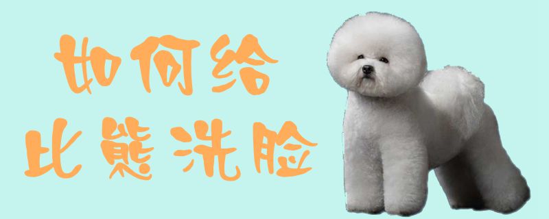 如何給比熊洗臉1