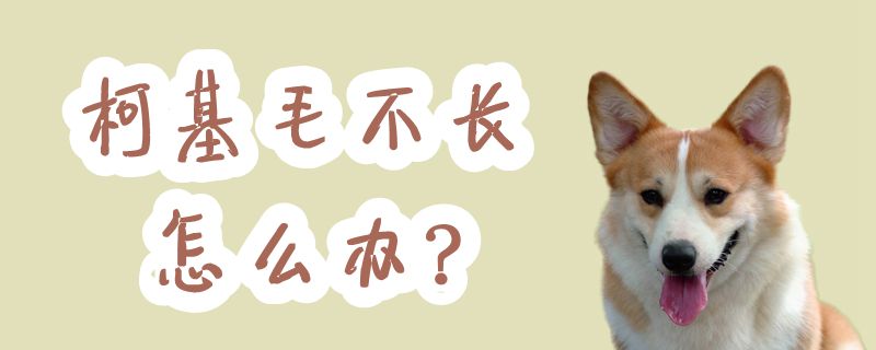 柯基毛不長怎么辦