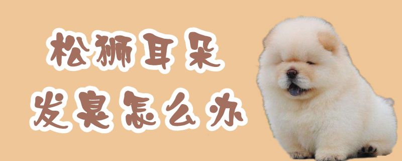 松獅耳朵發(fā)臭怎么辦