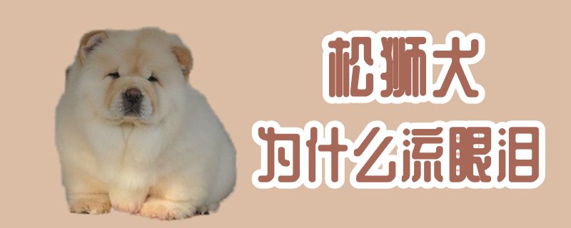 松獅犬為什么流眼淚