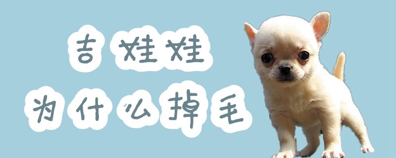 吉娃娃為什么掉毛
