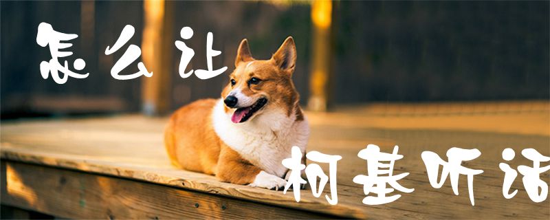 怎么那個柯基聽話1