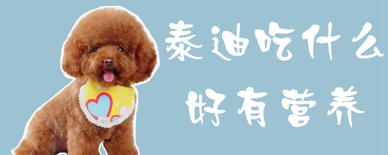 泰迪吃什么好有營養(yǎng)1